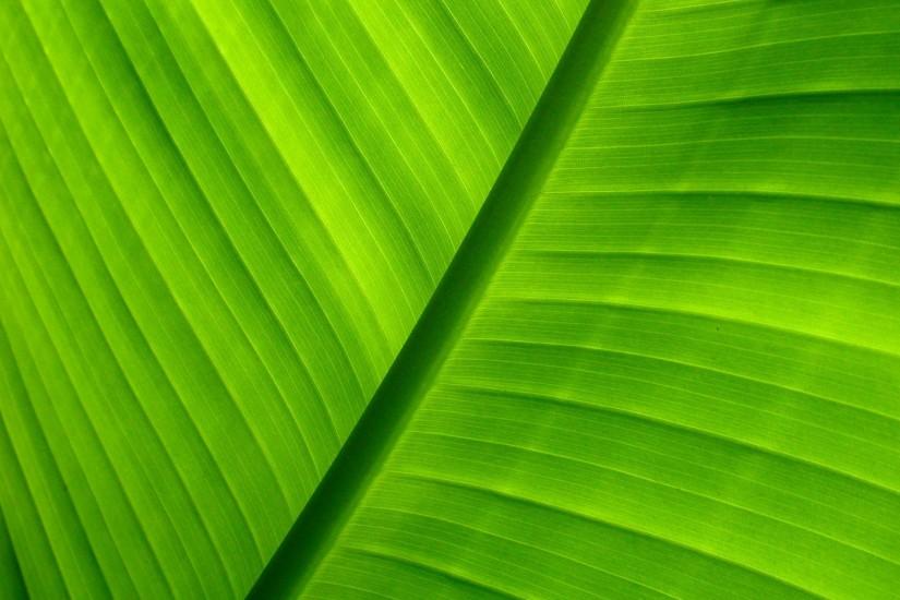 most popular cool green backgrounds 1920x1200 for tablet