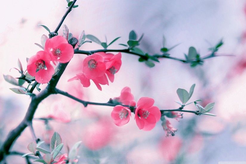 Spring Flowers Desktop Image.