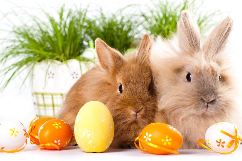 easter bunnies free hd wallpaper background