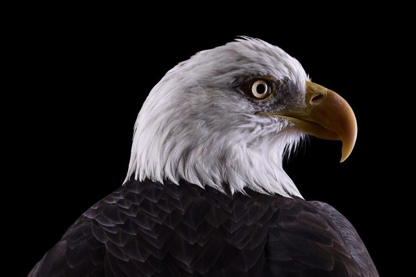 photography, Animals, Birds, Simple Background, Eagle, Nature, Bald Eagle  Wallpaper HD