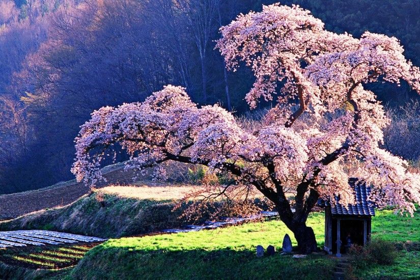 <b>Cherry blossom</b> [<b>2</