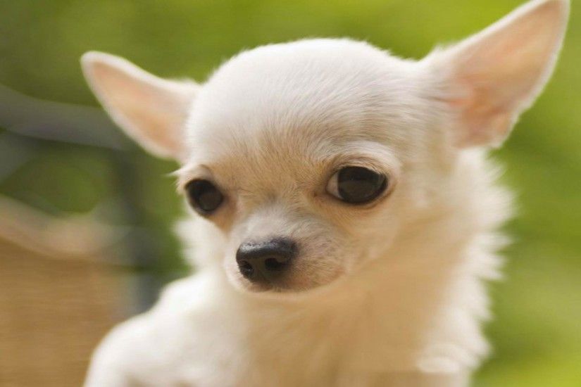 chihuahua wallpapers - Buscar con Google