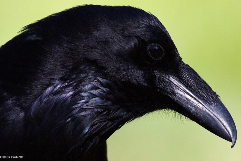 raven common bird black head hd widescreen wallpaper