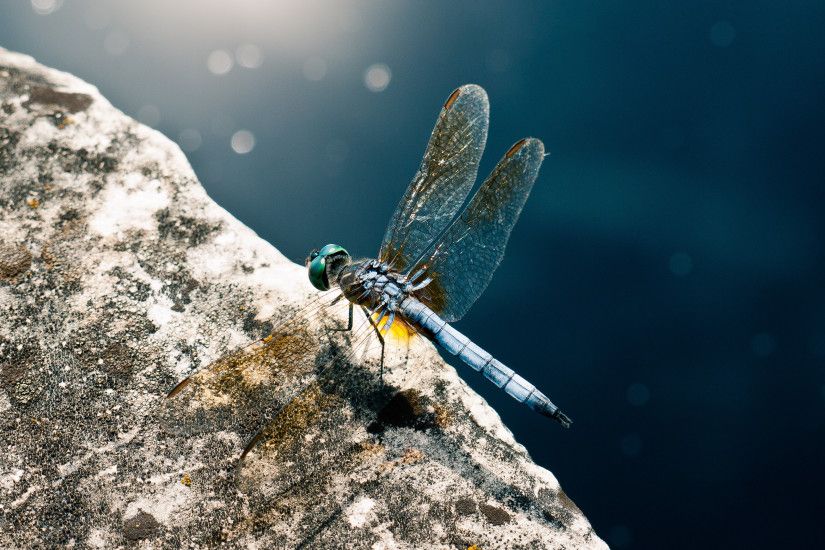Dragonfly on a rock wallpaper 3840x2160 jpg