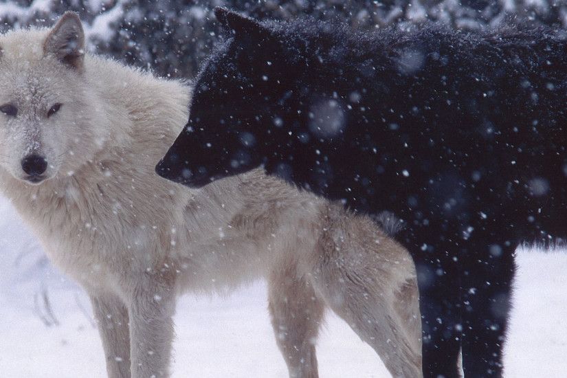 1920x1080 Wallpaper wolves, pair, predator, snow, dogs