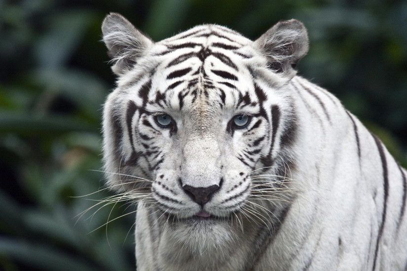 white tiger background. Â«Â«