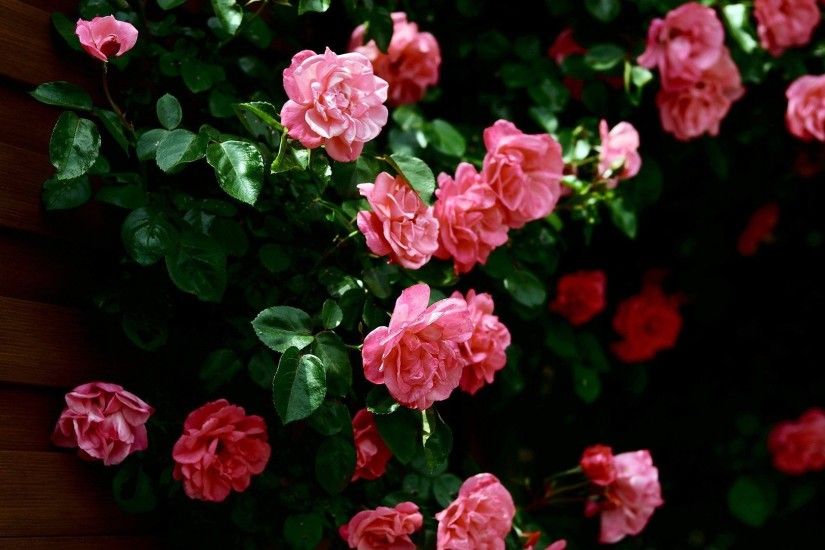 Rose Flower Wallpapers HD Wallpaper