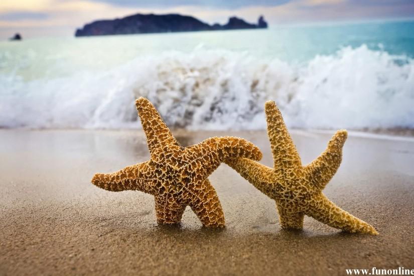 Starfish Wallpapers, Download Charming Starfishes HD Wallpaper Free