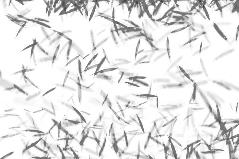 Black Feather RAIN White Background ANIMATION FREE FOOTAGE HD