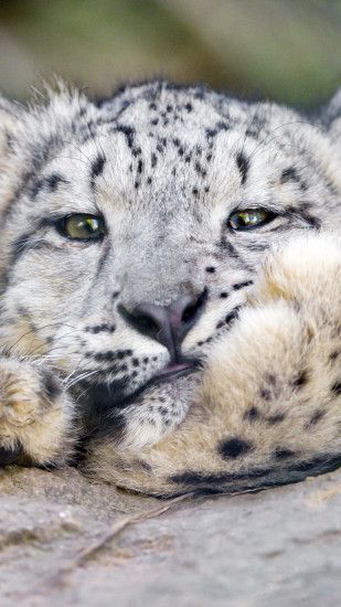 1440x2560 Wallpaper snow leopard, big cat, leopard