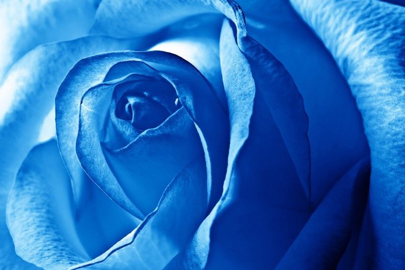 Blue rose wallpaper 1080p
