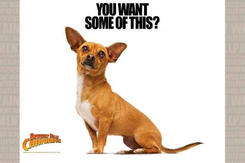 Beverly Hills Chihuahua Wallpaper - Original size, download now.