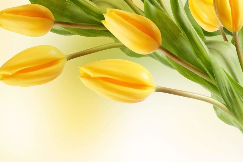 Yellow Tulip Flowers Wallpaper Full HD