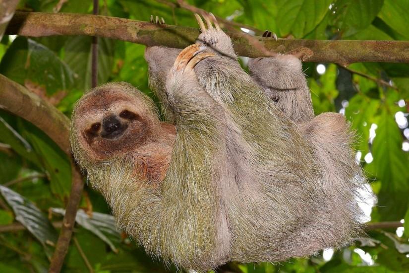 ... animals hanging sloth wallpaper ...