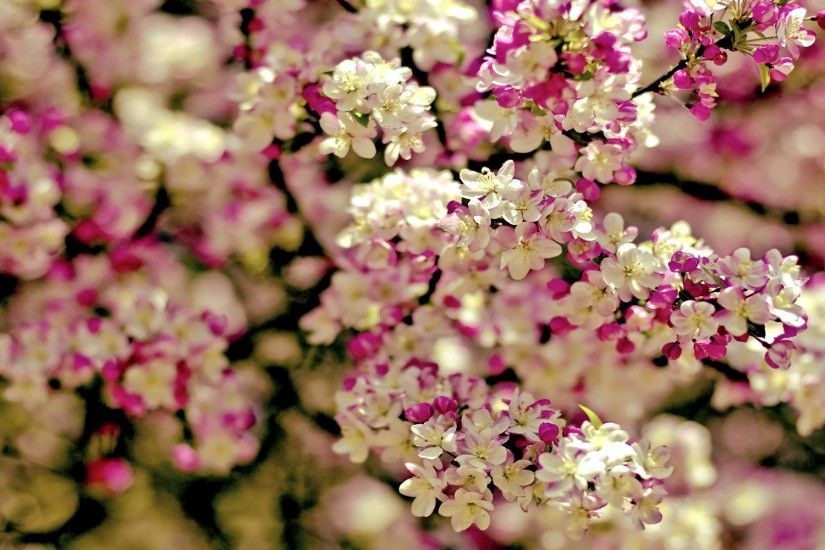 Spring Flowers Background | wallpaper spring tree flowers categories flowers  downloads 3199 added .