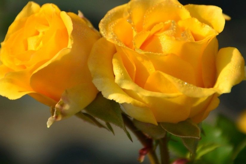 Flowers yellow roses rose desktop background images.