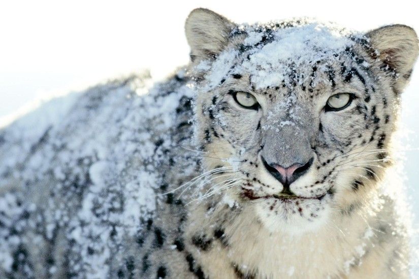 Download wallpaper Snow Leopard: