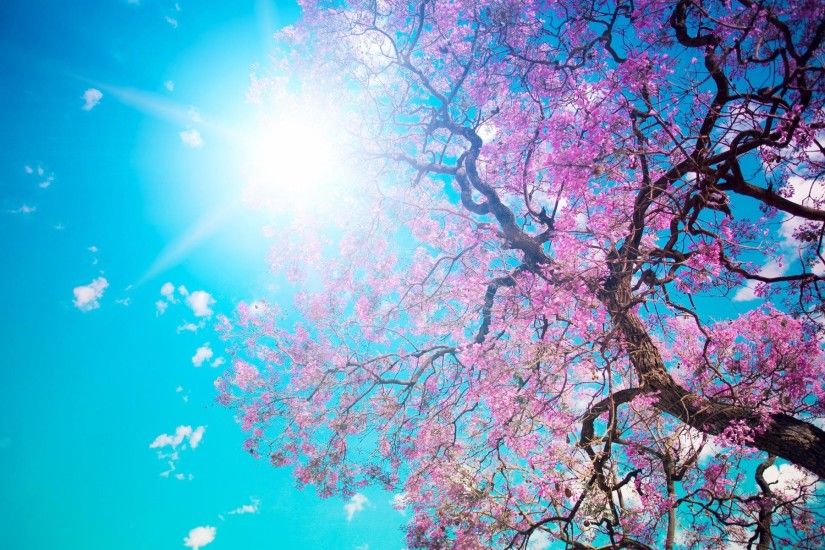 Desktop Spring Tree