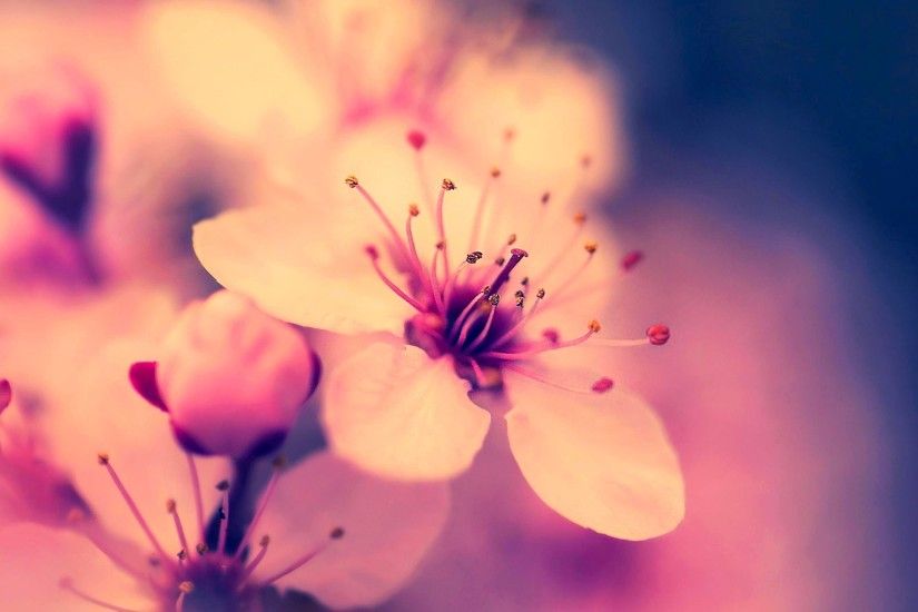 Earth - Flower Pastel Blossom Retro Wallpaper