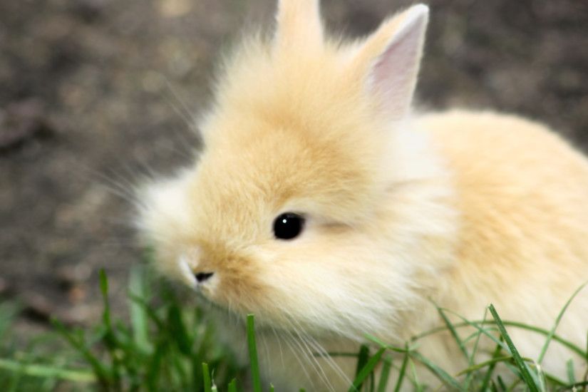 I am a bunny ...