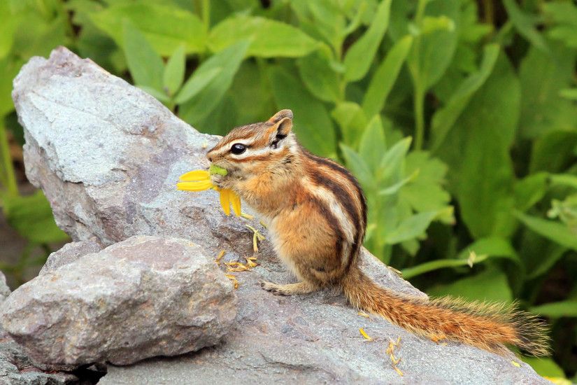 Chipmunks images Chipmunk HD wallpaper and background photos