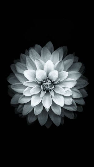 Download Black White Apple Lotus Flower Wallpaper