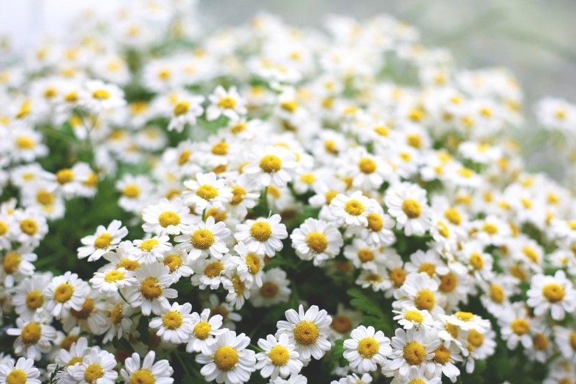 Daisies wallpaper hd images hd wallpapers.