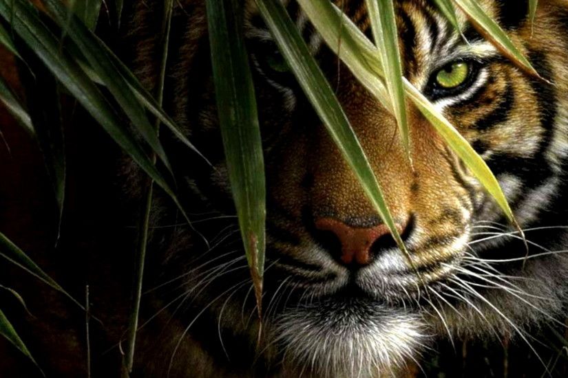 Animal - Tiger Wallpaper
