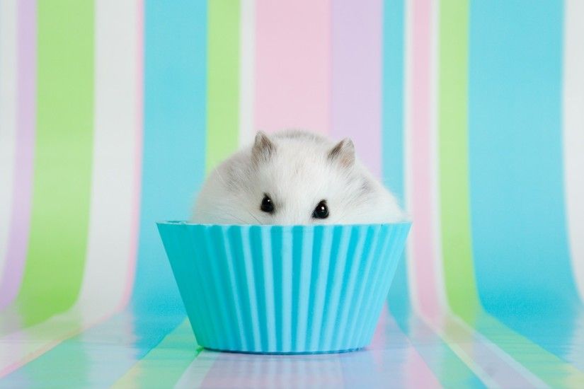 Cute Hamsters Wallpapers, 49 Cute Hamsters Android Compatible .