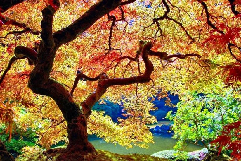 Autumn Trees Tumblr - wallpaper.