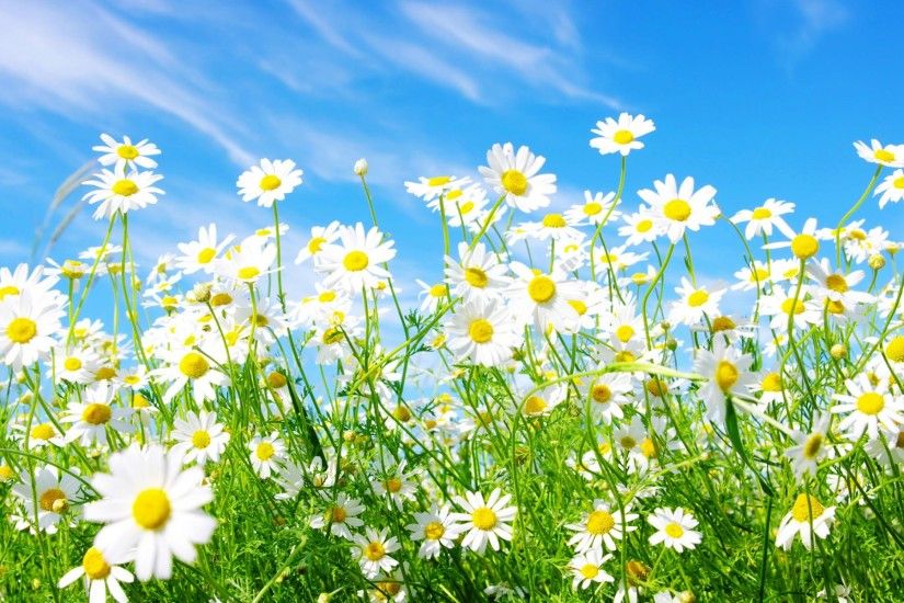 White, Daisies, Flower, Hd, Wallpaper, Download, Free, High Resolution  Images, Colourful, Free, 1920Ã1200 Wallpaper HD