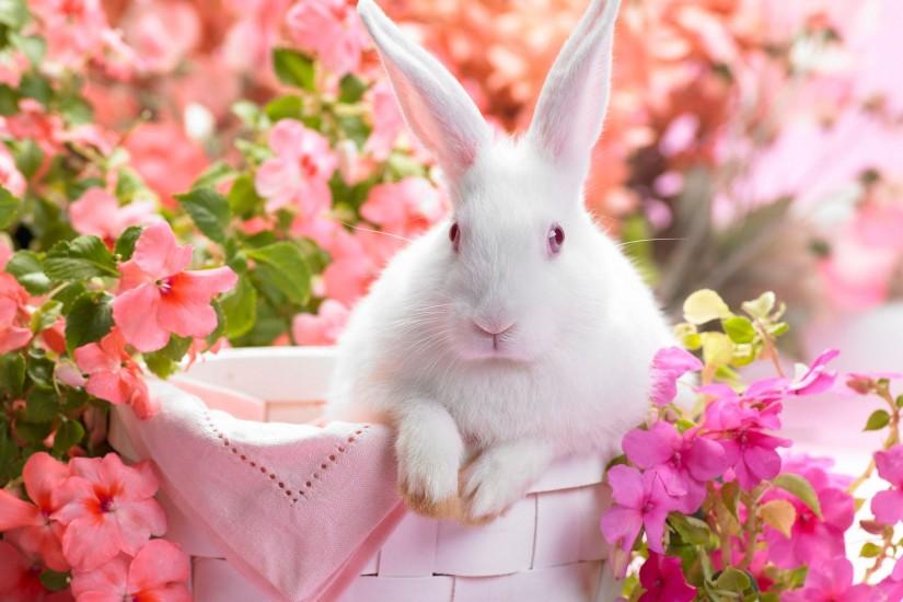 Animal - Cute Pink Rabbit Bunny Flower Animal Wallpaper