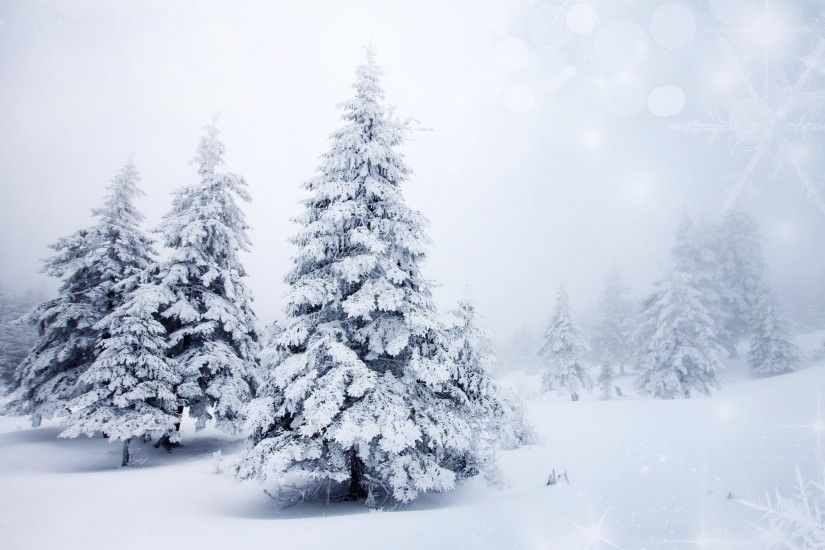 ... nature winter snow christmas tree tree tree traces winte snow .