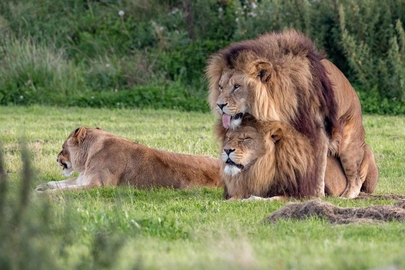 Gay pride: Two male lions seen 'mating' at wildlife park | The Independent
