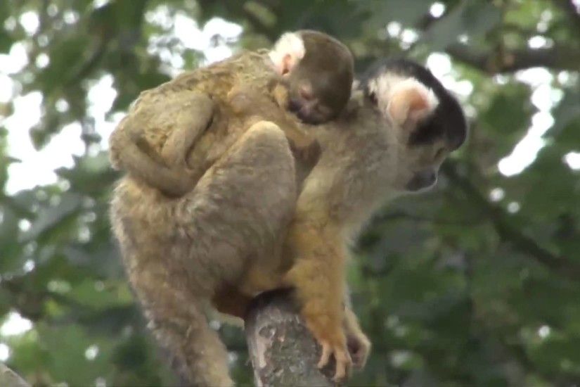 Adorable Baby Monkey Clings to Mom at London Zoo
