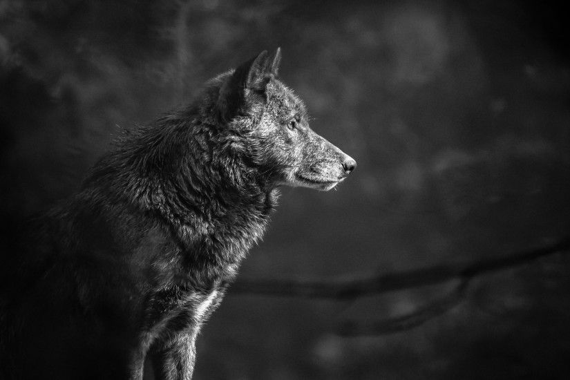 2224x1668 resolution | gray wolf, wolves HD wallpaper | Wallpaper Flare