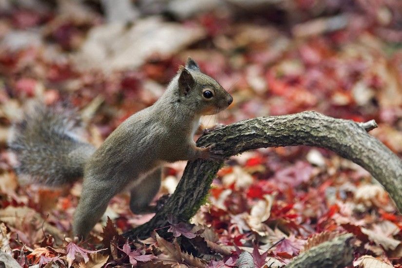 squirrel desktop wallpapers animal planet beautiful nature wallpapers  autumn forest protein autumn forest leaves branch