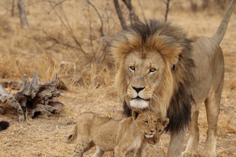 Preview wallpaper lion, male, lion cubs, family, africa, predators 1920x1080