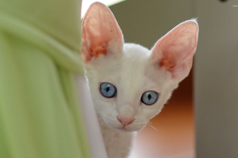 Cute white kitten with blue eyes wallpaper
