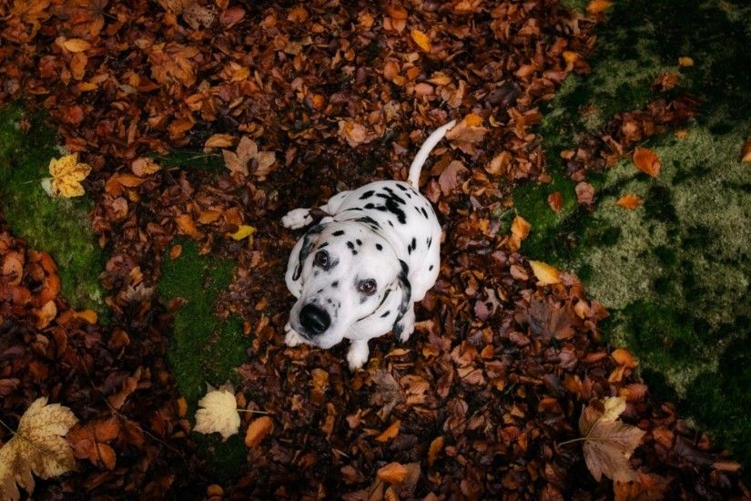 animals, Nature, Dog, Dalmatian, Looking Up Wallpapers HD / Desktop and  Mobile Backgrounds