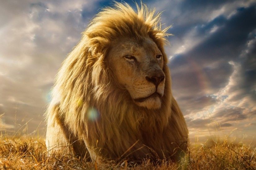 The Lion Face Wallpaper HD wallpapers - The Lion Face Wallpaper .