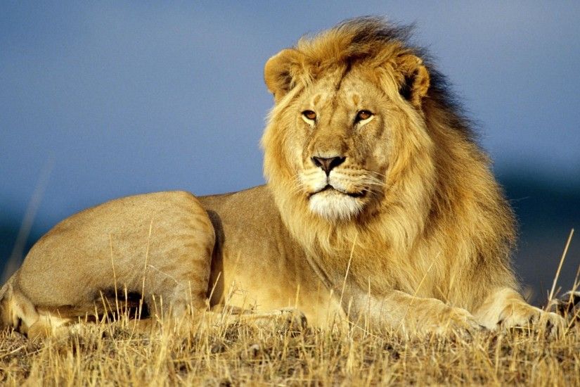 The King Lion Animal HD Desktop Wallpaper