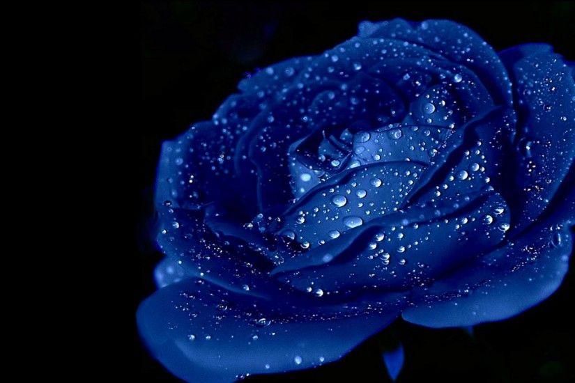 Blue Roses HD Wallpapers Free Download