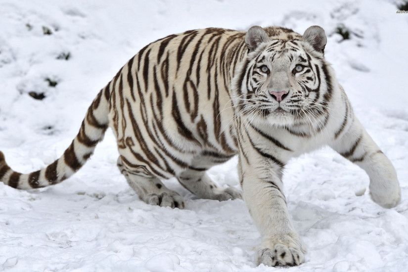 White tiger in the snow wallpaper