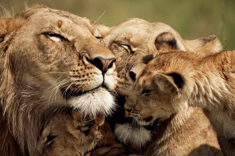 Get the latest lion, cub, caring news, pictures and videos and learn all  about lion, cub, caring from wallpapers4u.org, your wallpaper news source.