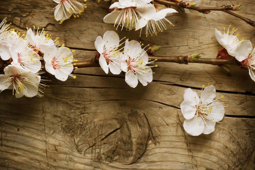 Beautiful White Spring Flowers Desktop Wallpapers