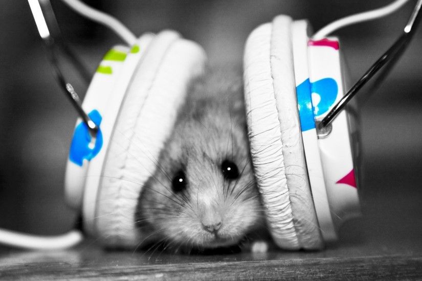 Preview wallpaper funny, music fan, music, little, hamster 2560x1440