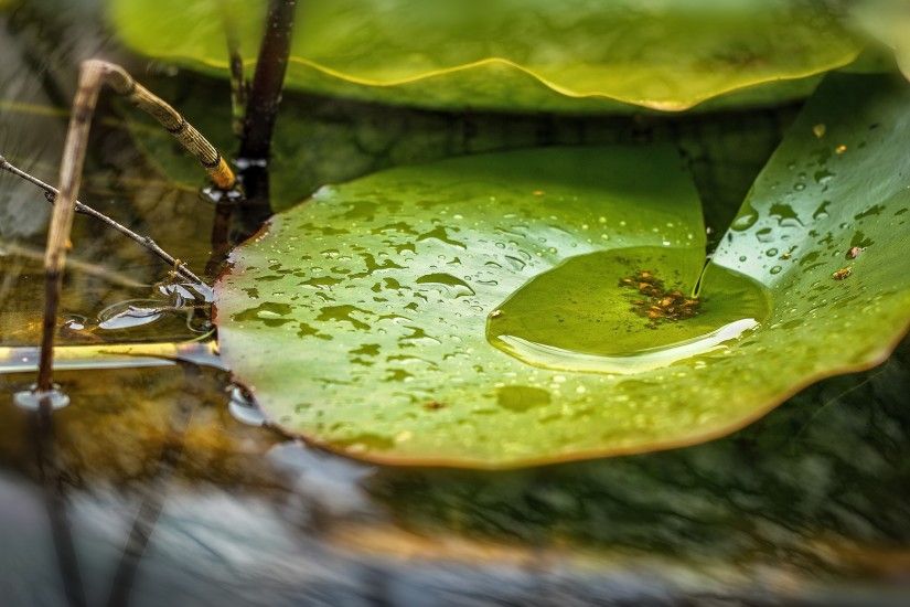 Lily Pad After The Rain