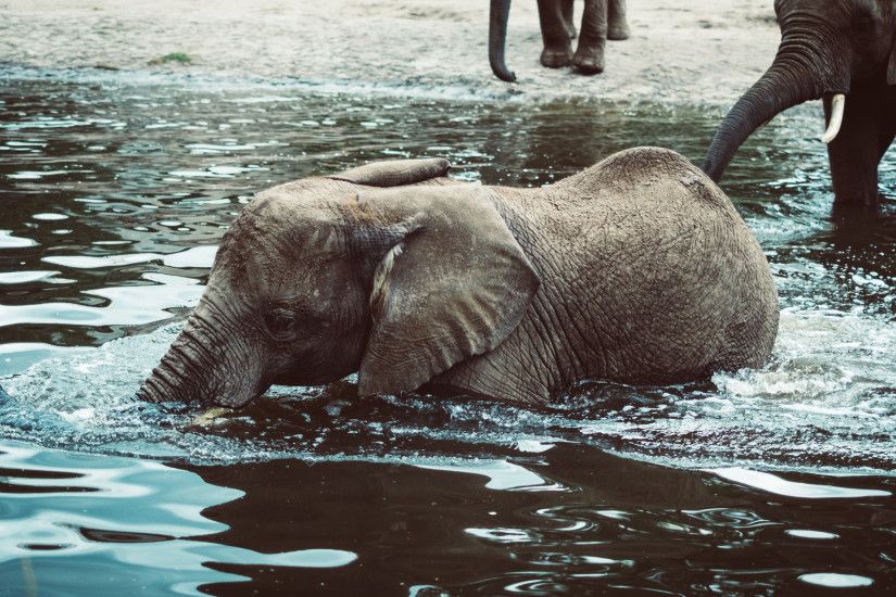Preview wallpaper elephant, baby, water 3840x2160