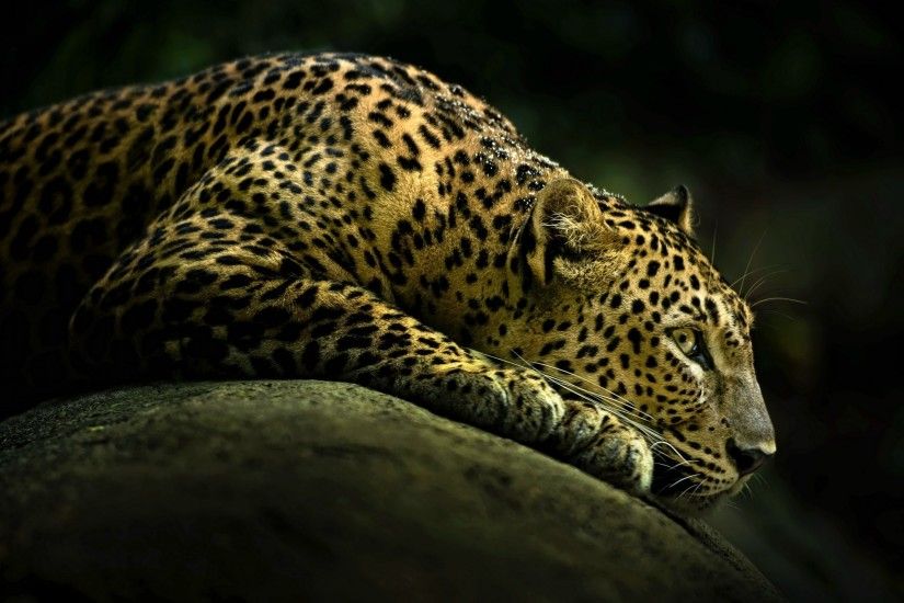 Animal - Leopard Wallpaper